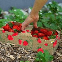 Strawberries | 1 kg | 259 x 109 x 89 mm