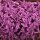 Sizzle Pak | Paper filling material Purple | 10kg | approx. 353 liters